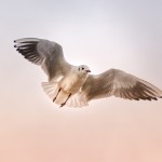 seagull