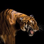 south-china-tiger