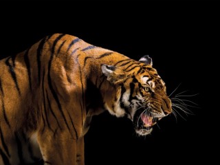 south-china-tiger