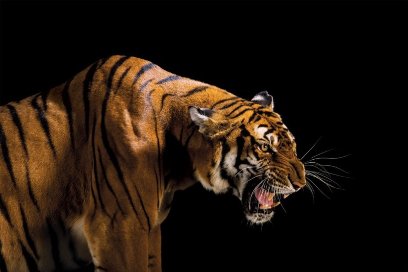 south-china-tiger